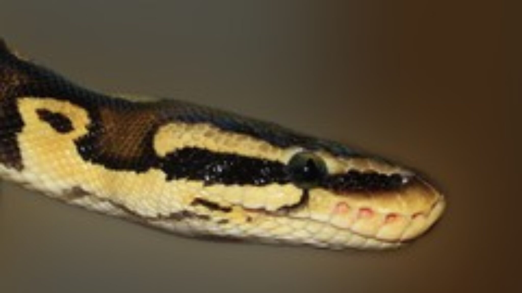 [100% Discount] Python Development First Steps and Development IDE ...