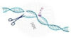 CRISPR Cas9 Technology