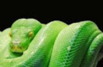 Python Development Essentials