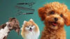 Pet Business with Dog Grooming for Aspiring Petpreneurs