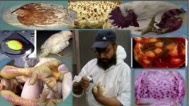 Viral Diseases in Poultry Farming: Challenges and Mitigation