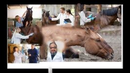 horse colic  what can we do