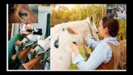 Equine Masterclass Unlocking the Secrets of Horse care