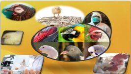 Combating Bacterial Diseases in Poultry Farming: